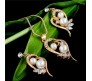 Heart Shape Pearl With Crystal Rhinestones in Gold Plated Pendant Earring Jewellery Set for Girls and Women