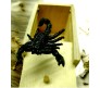 Fake Scorpion Mouse Wooden Surprise Box Item Prank Toy Wooden Box Gift Scare Toy