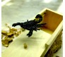 Fake Scorpion Mouse Wooden Surprise Box Item Prank Toy Wooden Box Gift Scare Toy